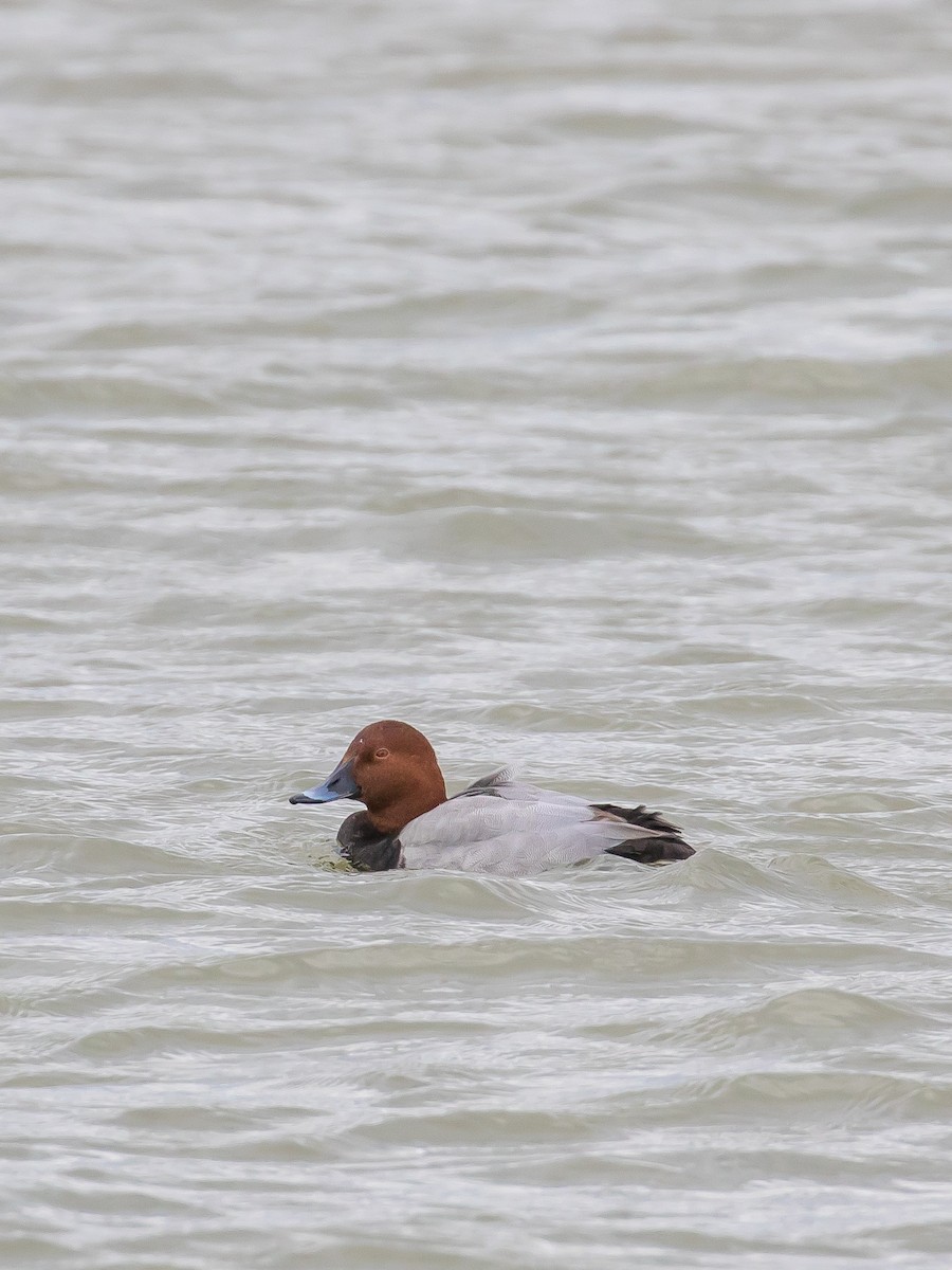 Common Pochard - ML646572901