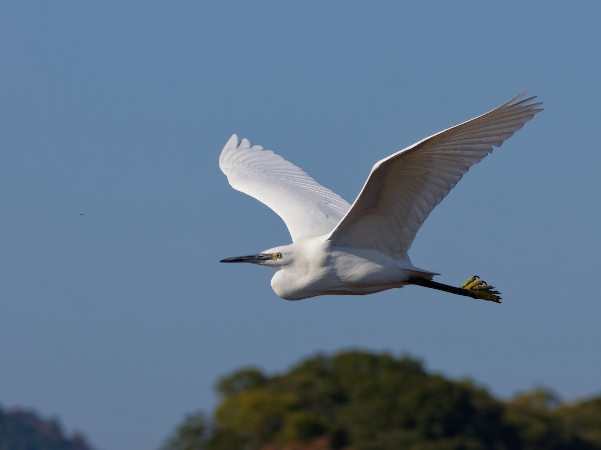 Хурган дэглий - ML646572904