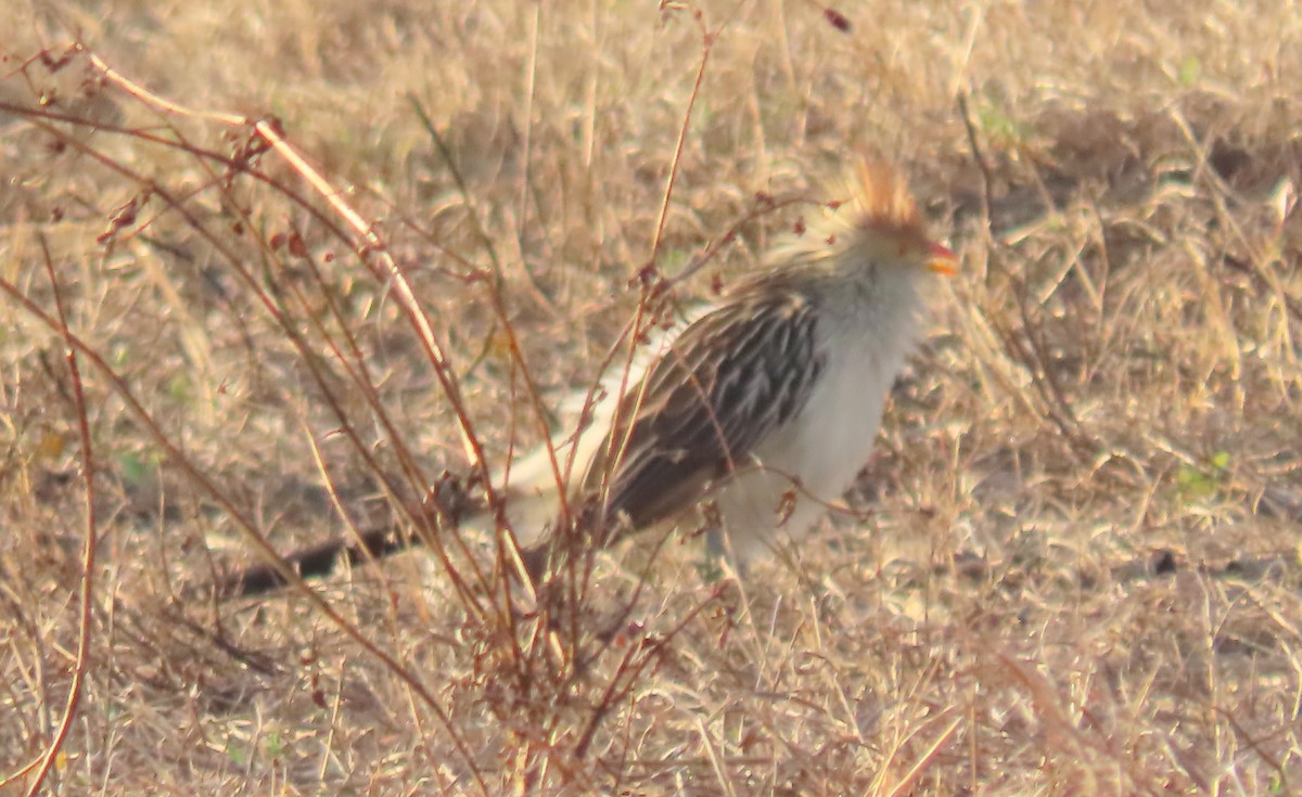 Guirakuckuck - ML646572905