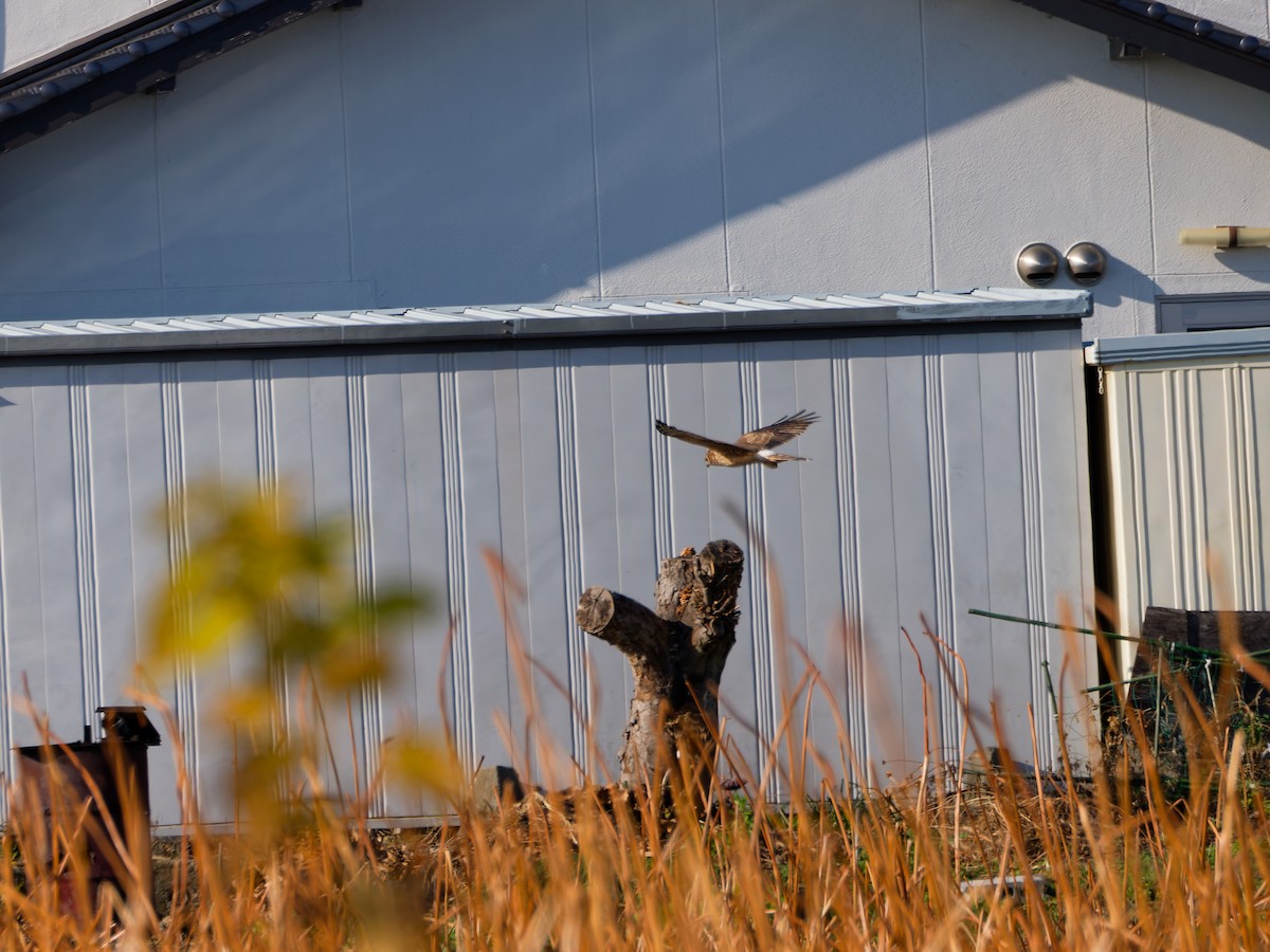 Саарал хулд - ML646572910