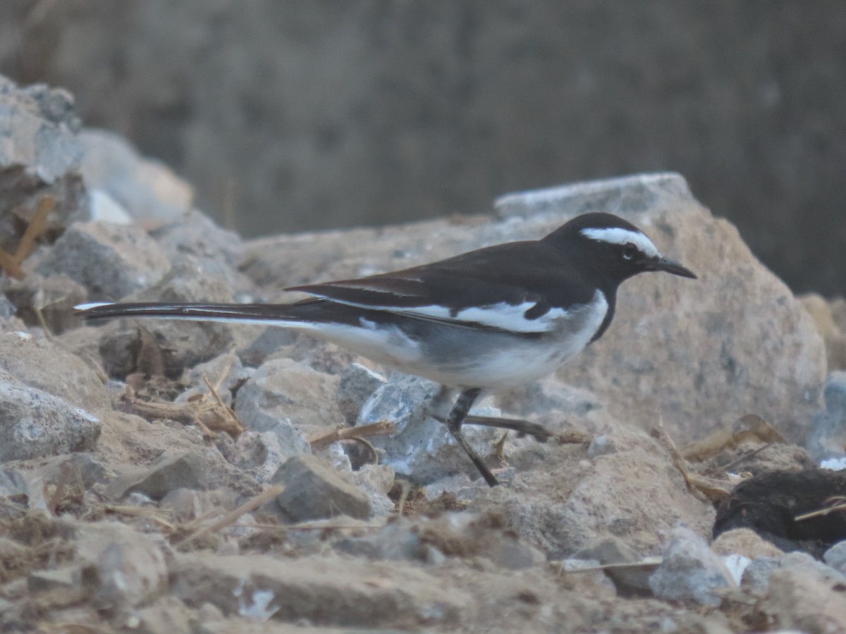 skjæreerle - ML646572916