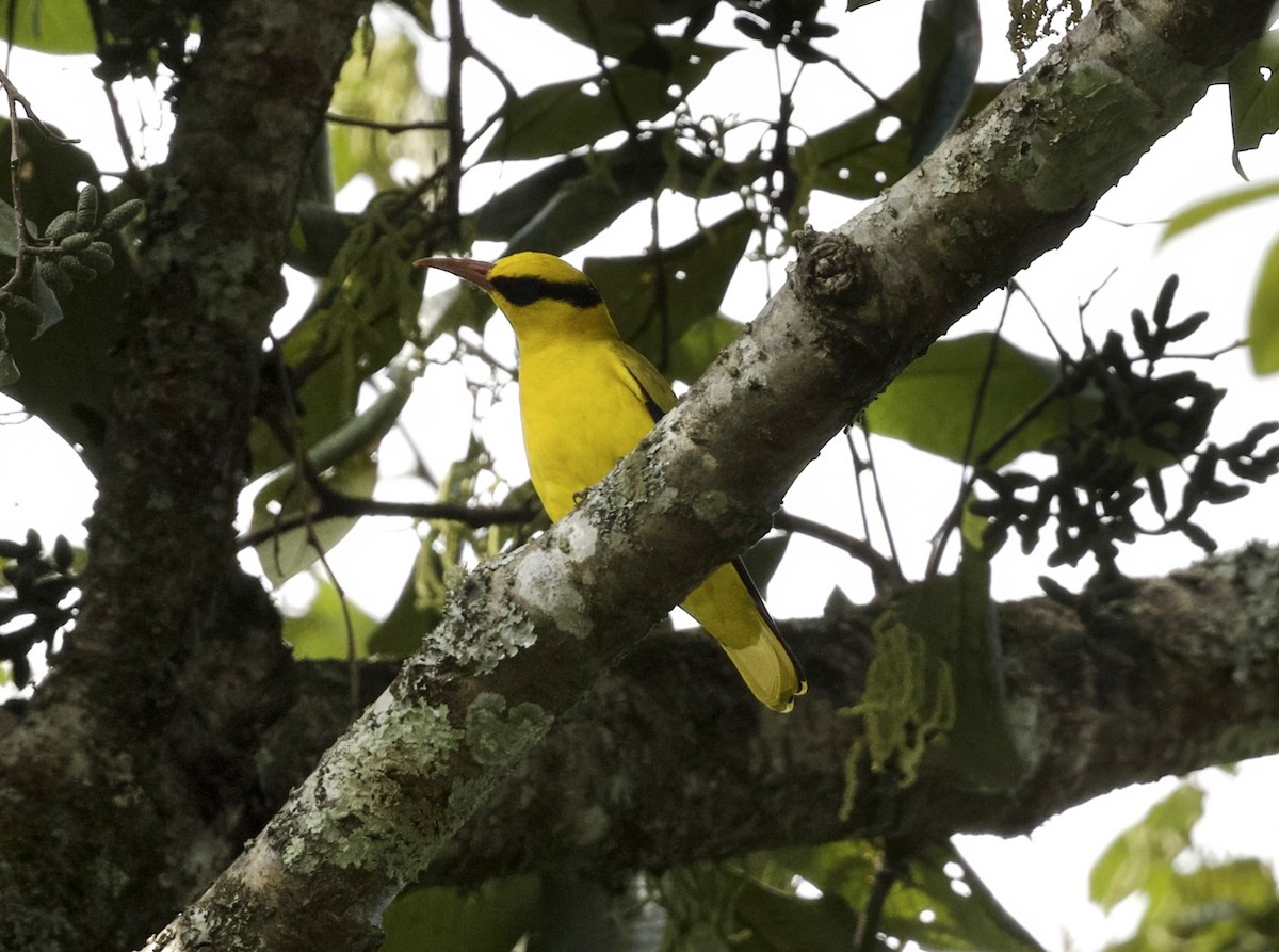 Oropéndola Picofina - ML646572917