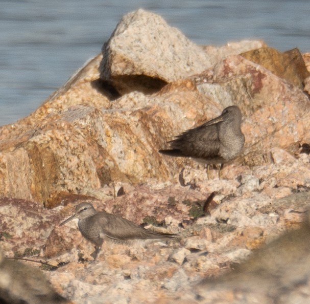 Gri Sırtlı Düdükçün - ML646572918