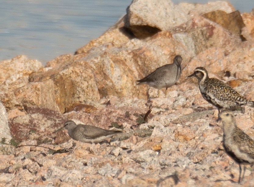 Gri Sırtlı Düdükçün - ML646572919