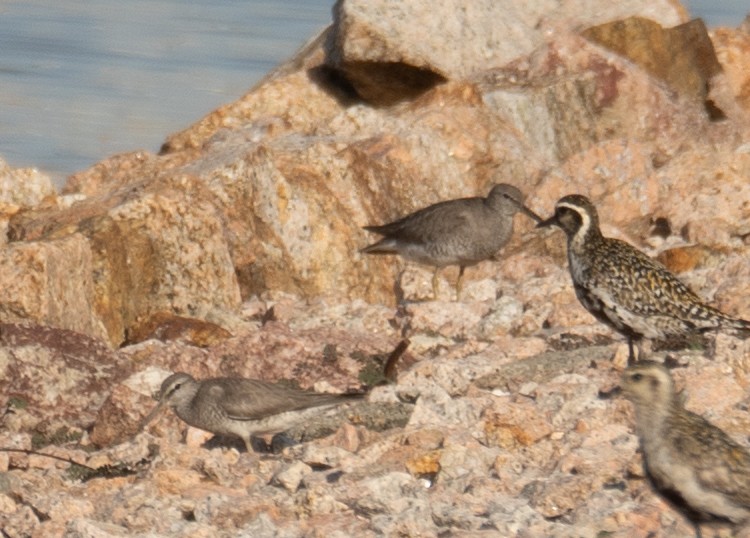 Gri Sırtlı Düdükçün - ML646572920