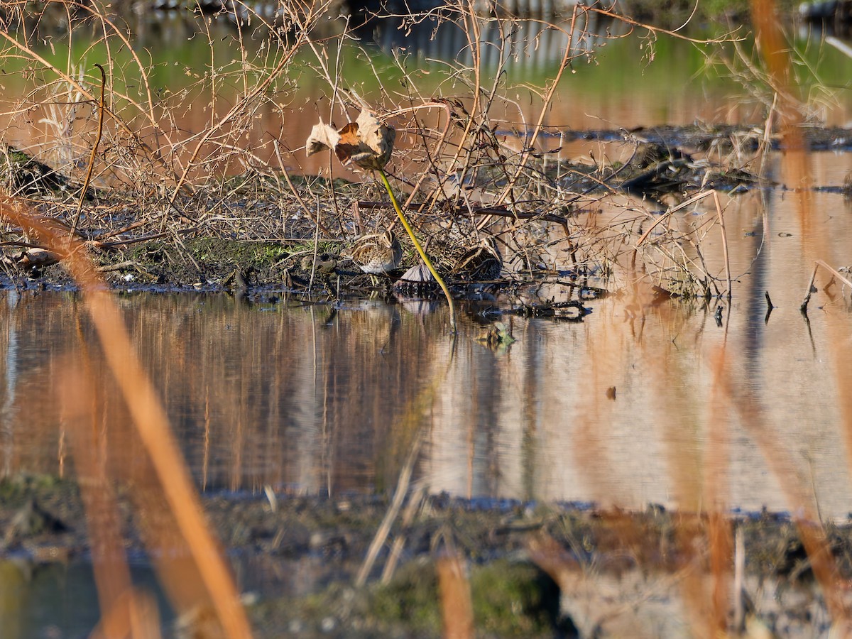 Шөвгөн хараалж - ML646572921