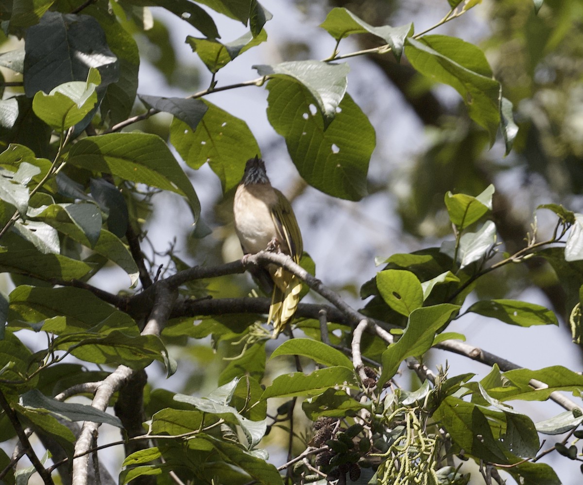 Bulbul de Mcclelland - ML646572922