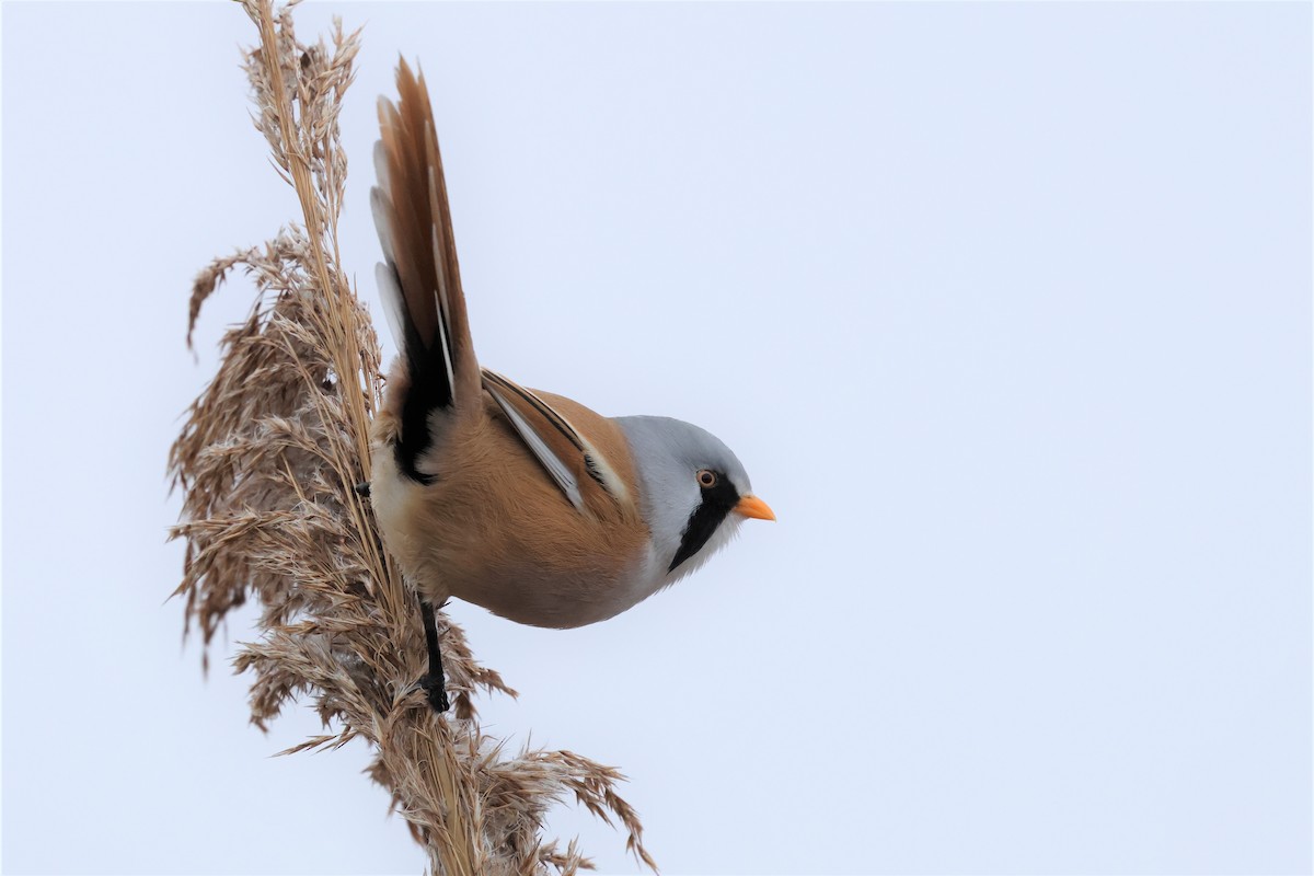 Bearded Reedling - ML646572923