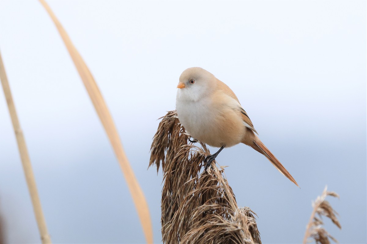 Bearded Reedling - ML646572924