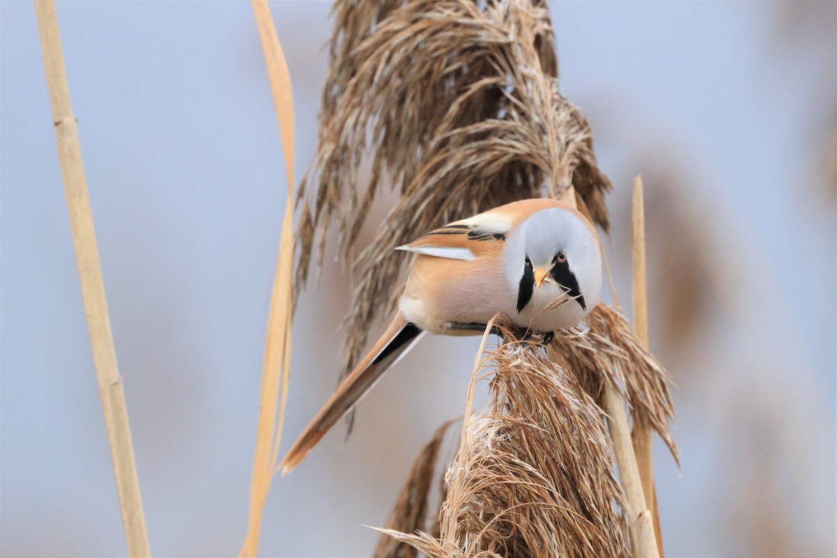 Bearded Reedling - ML646572925