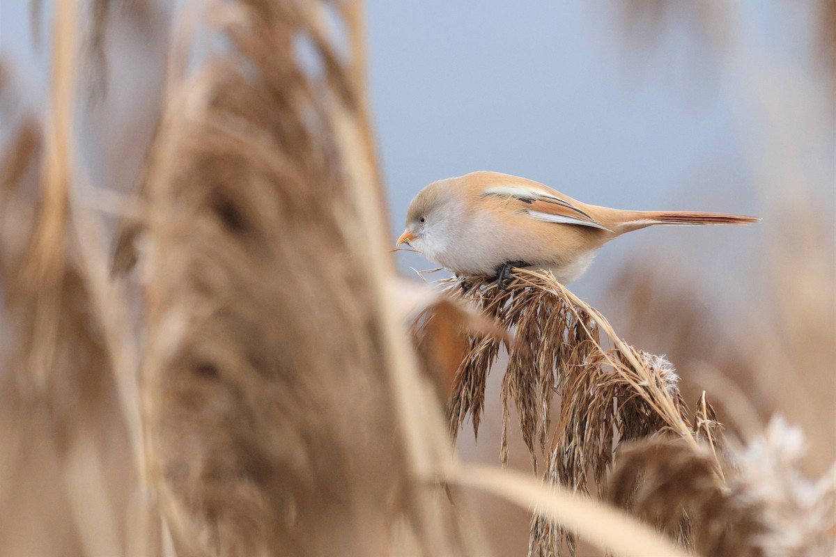 Bearded Reedling - ML646572926