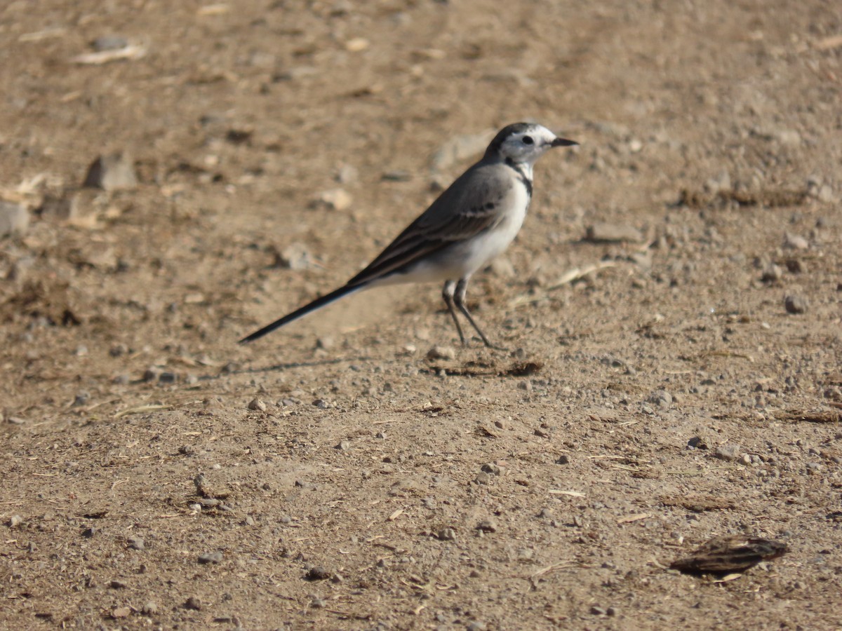 konipas bílý - ML646572927