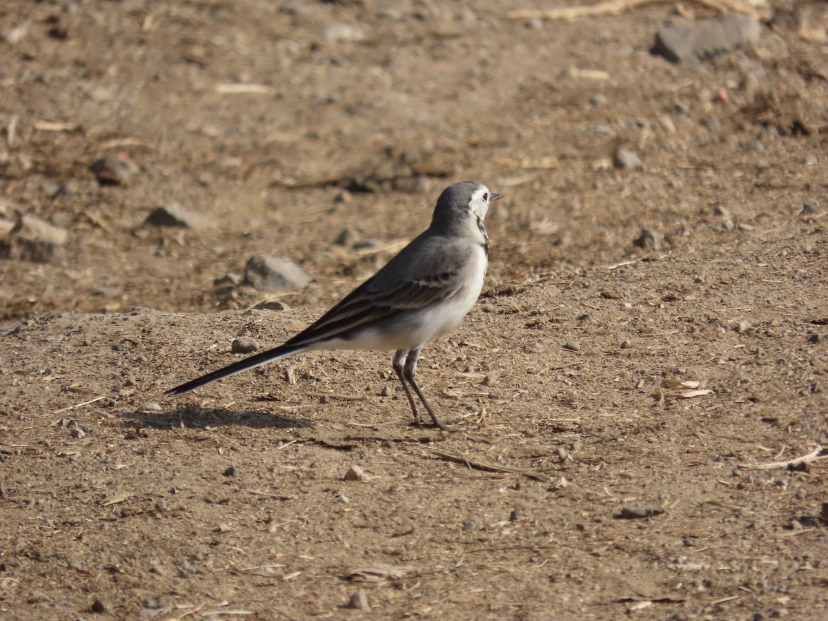 konipas bílý - ML646572928