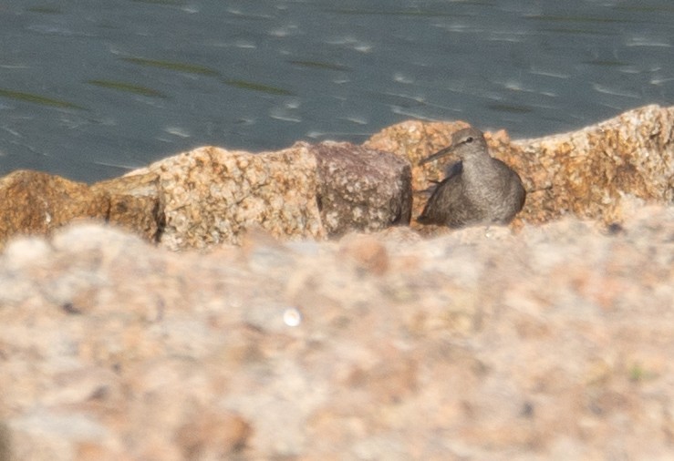 Gri Sırtlı Düdükçün - ML646572932