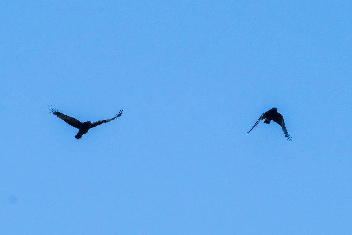 American Crow - ML646572933