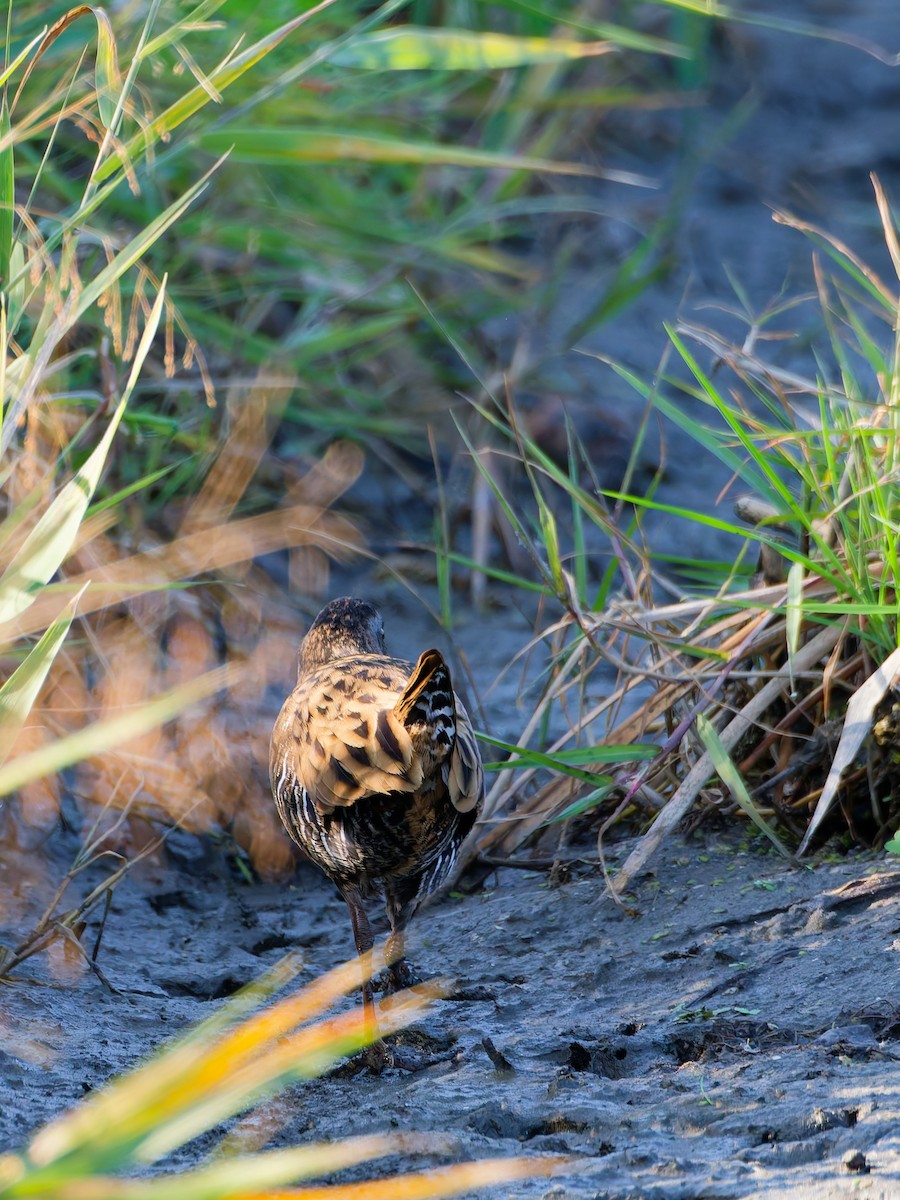 Дорнын түнжүүр - ML646572941