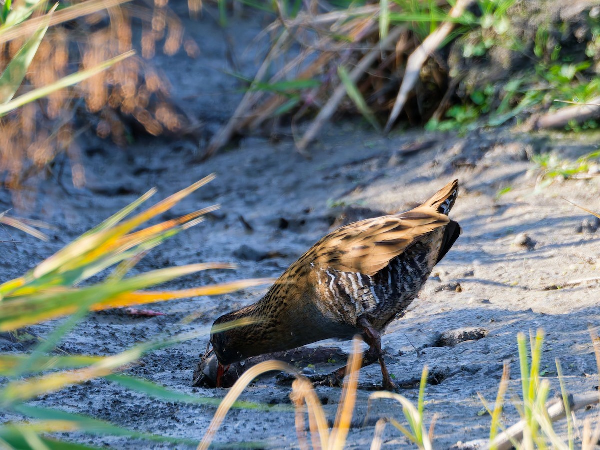 Дорнын түнжүүр - ML646572942