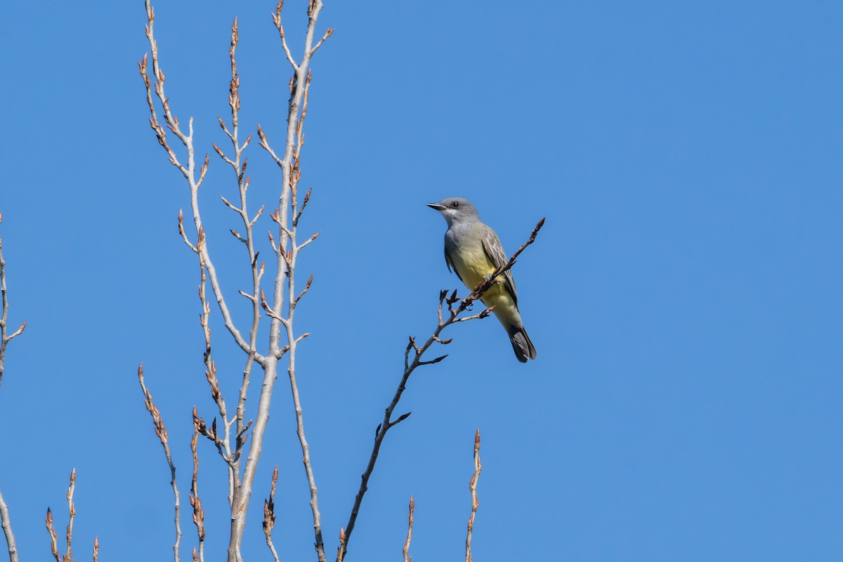 Cassin's Kingbird - ML646572944
