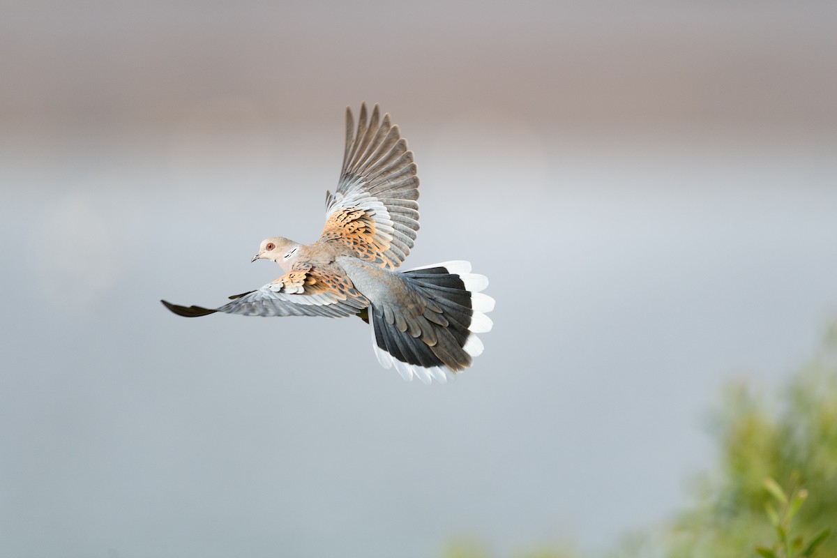 turteldue - ML646572945