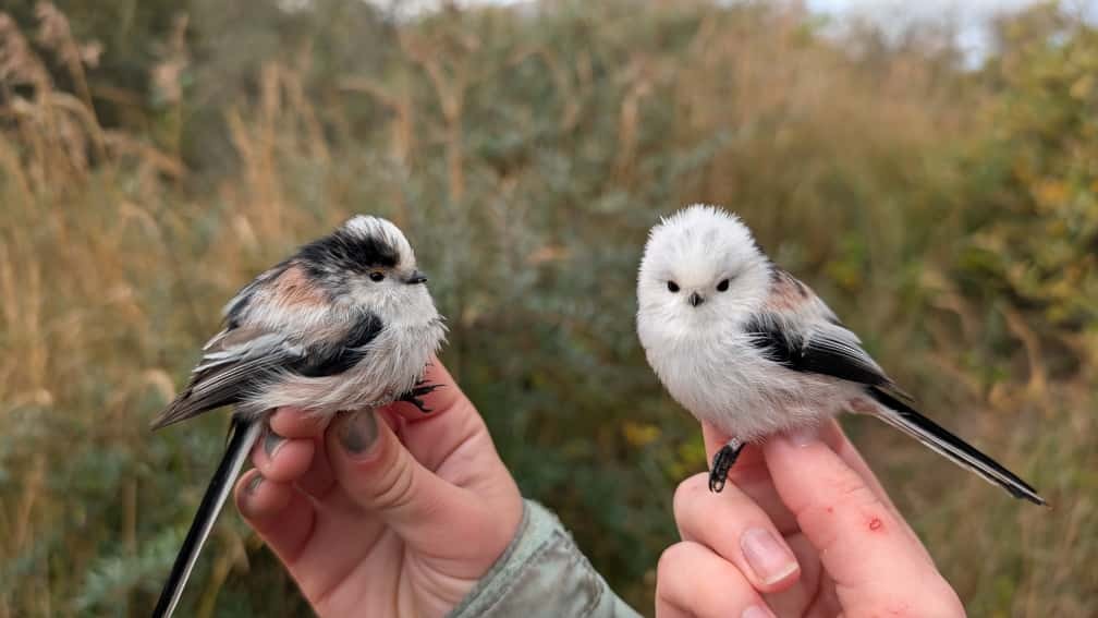 Long-tailed Tit (caudatus) - ML646572953