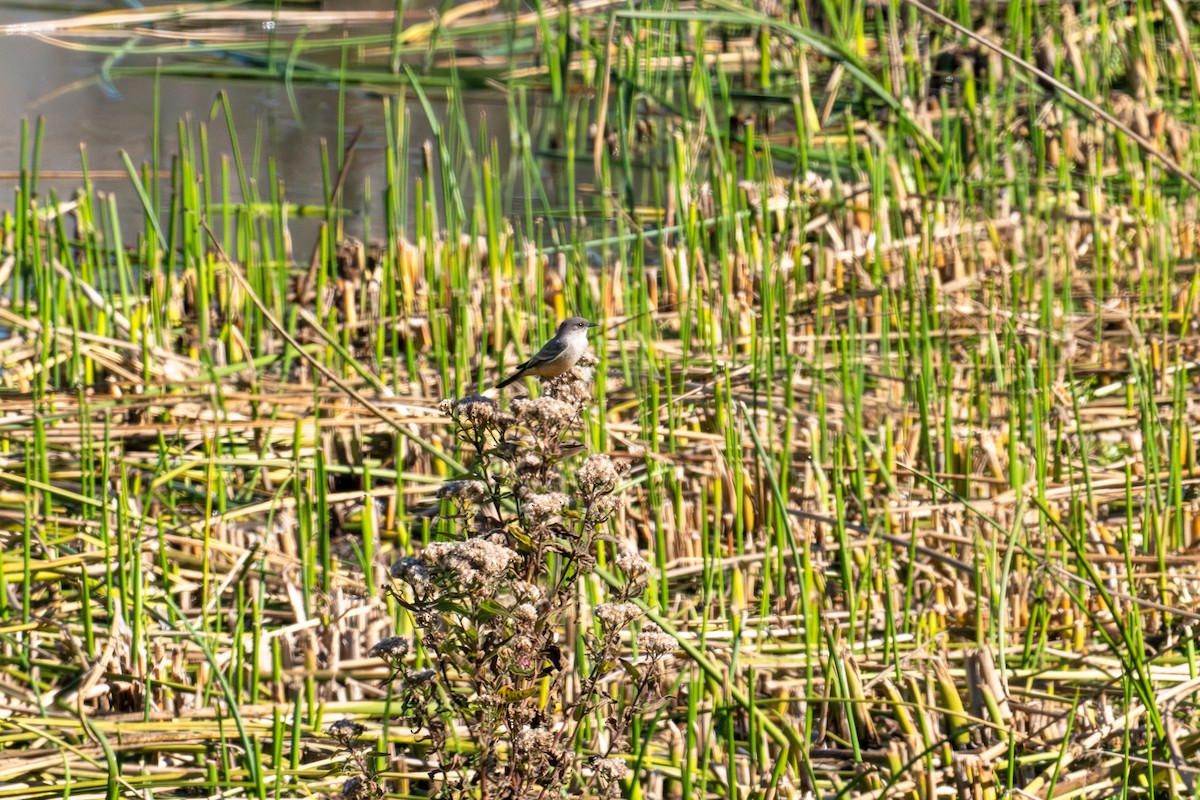 Say's Phoebe - ML646572958