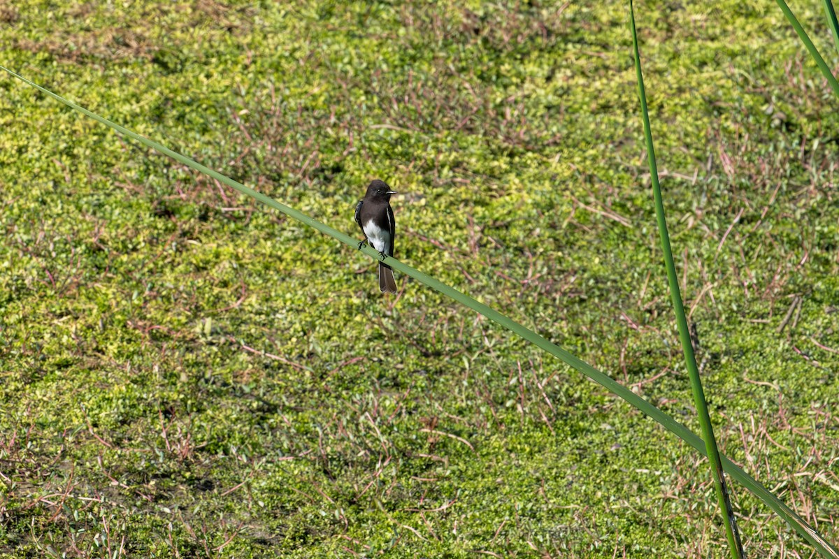 Black Phoebe - ML646572964