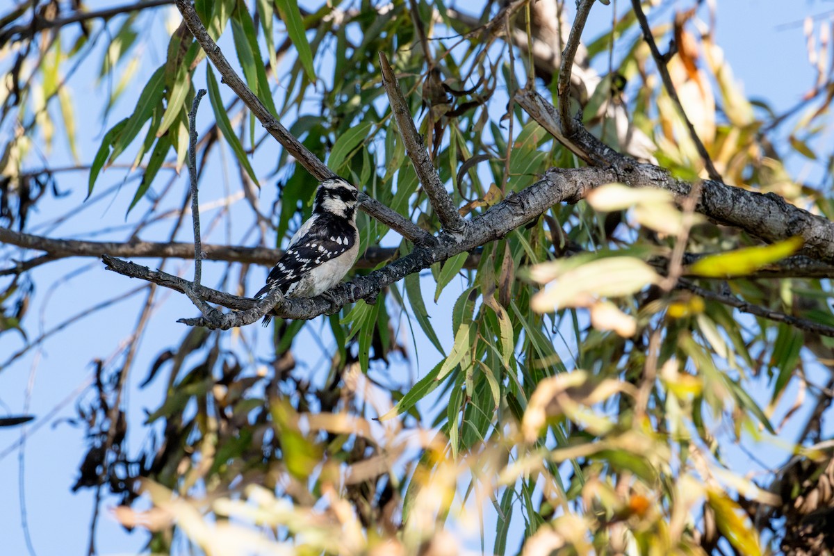 Downy Woodpecker - ML646572967