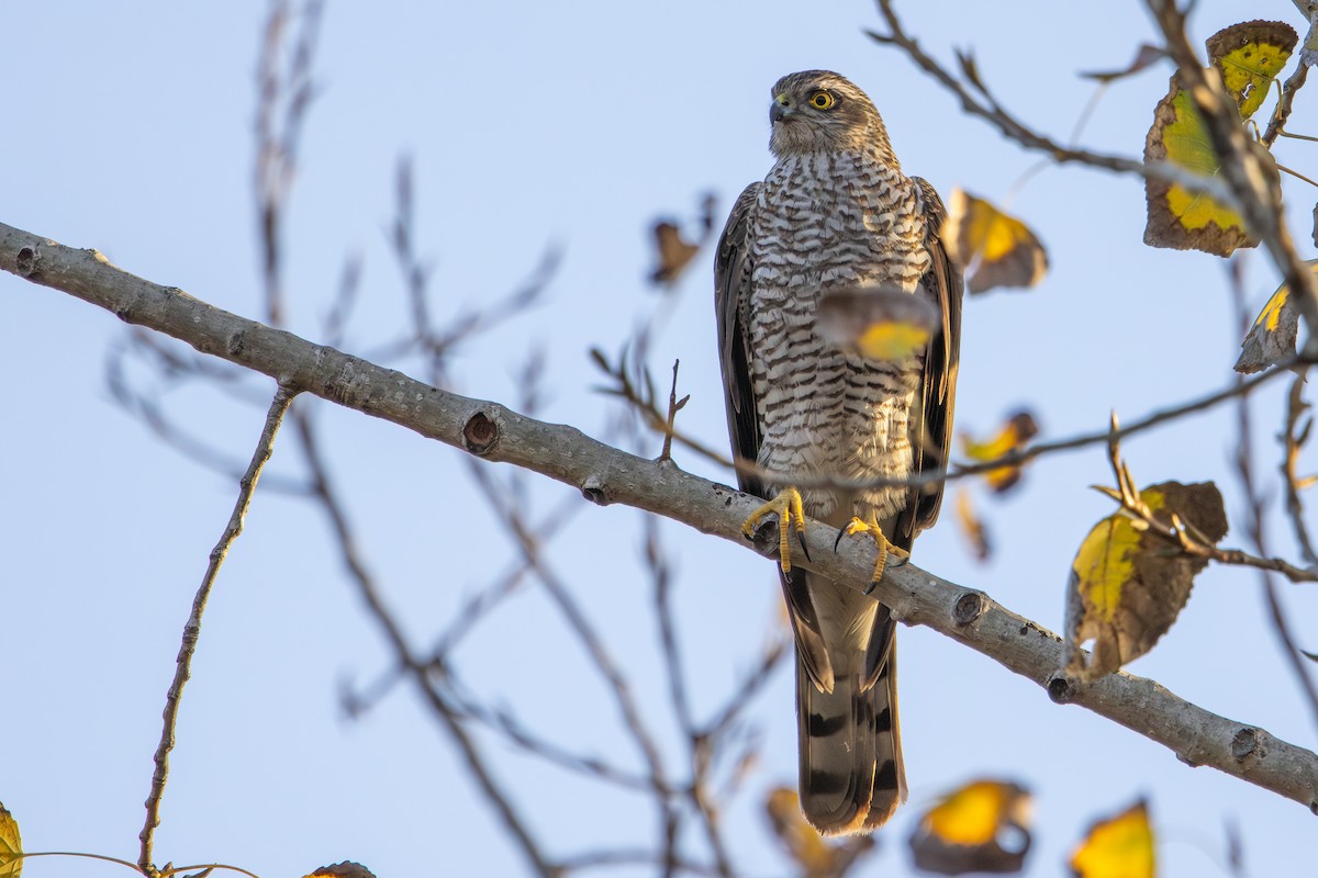 spurvehauk - ML646572971