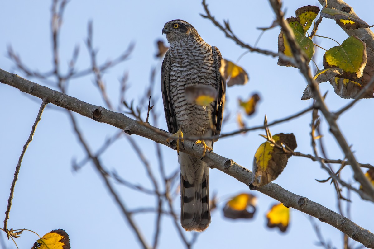 spurvehauk - ML646572972