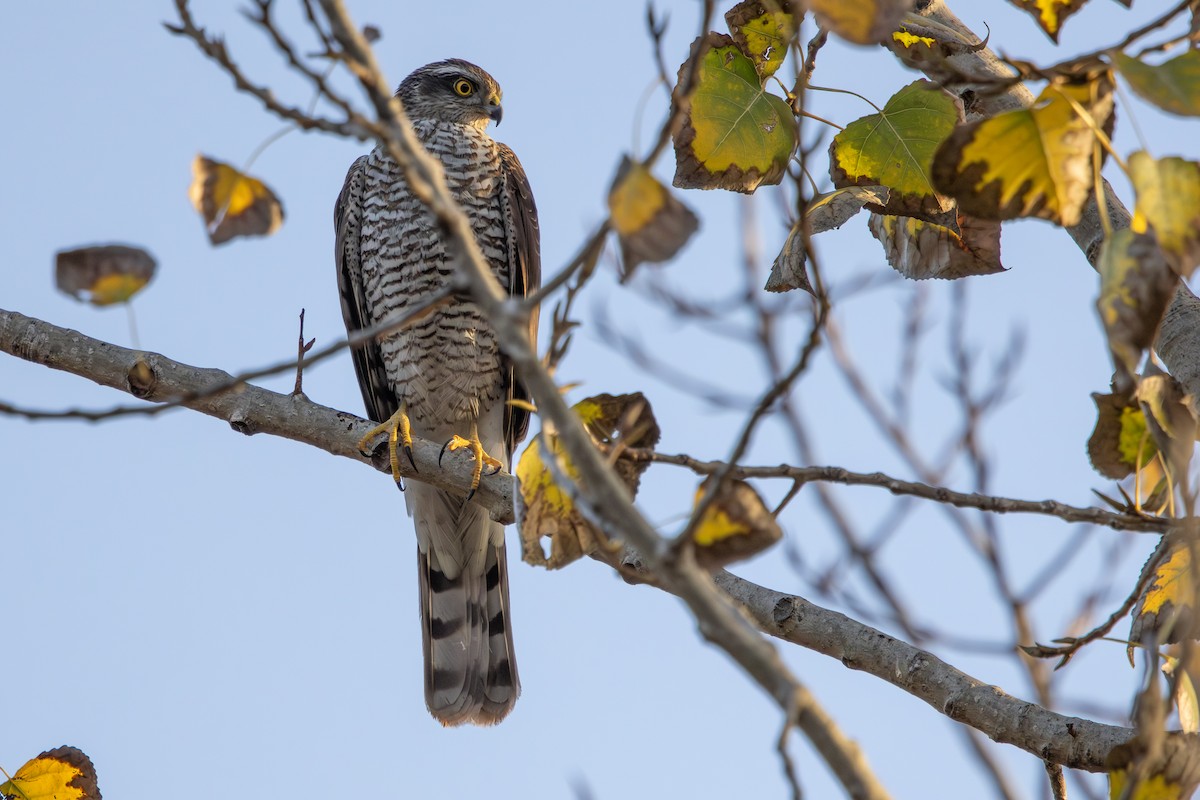 spurvehauk - ML646572973