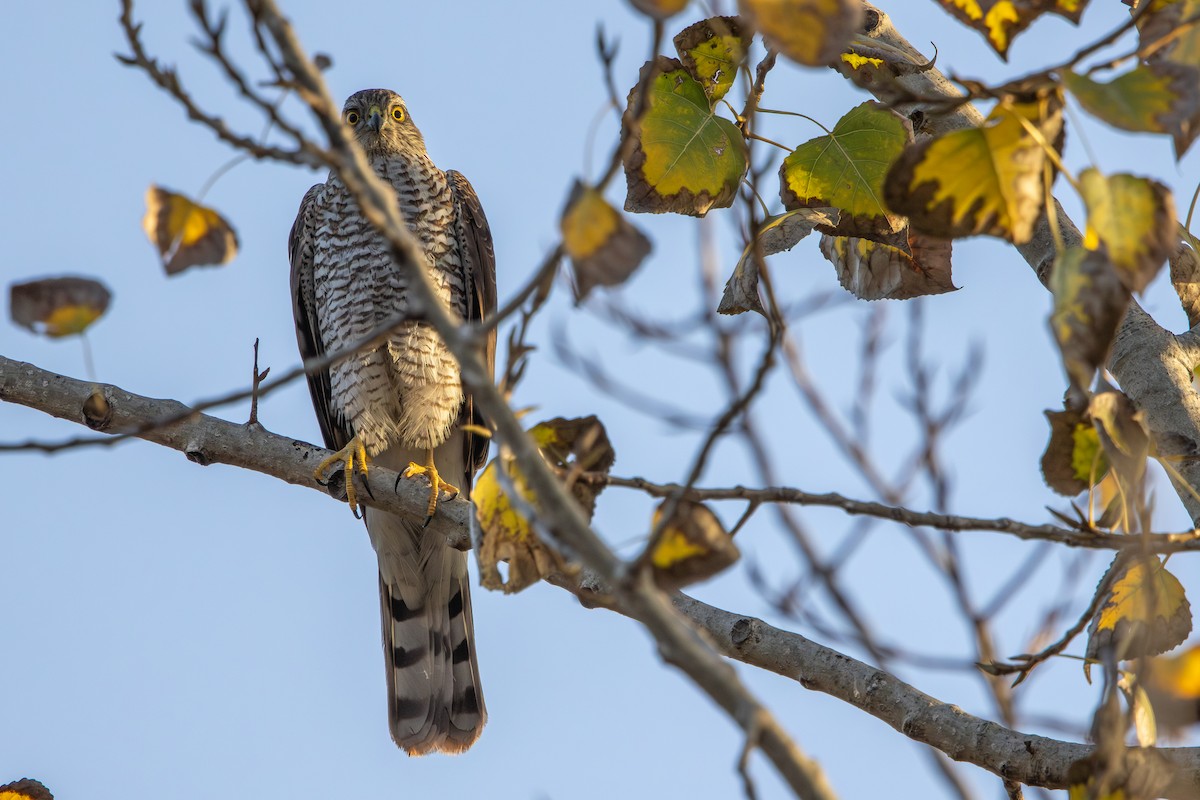 spurvehauk - ML646572974