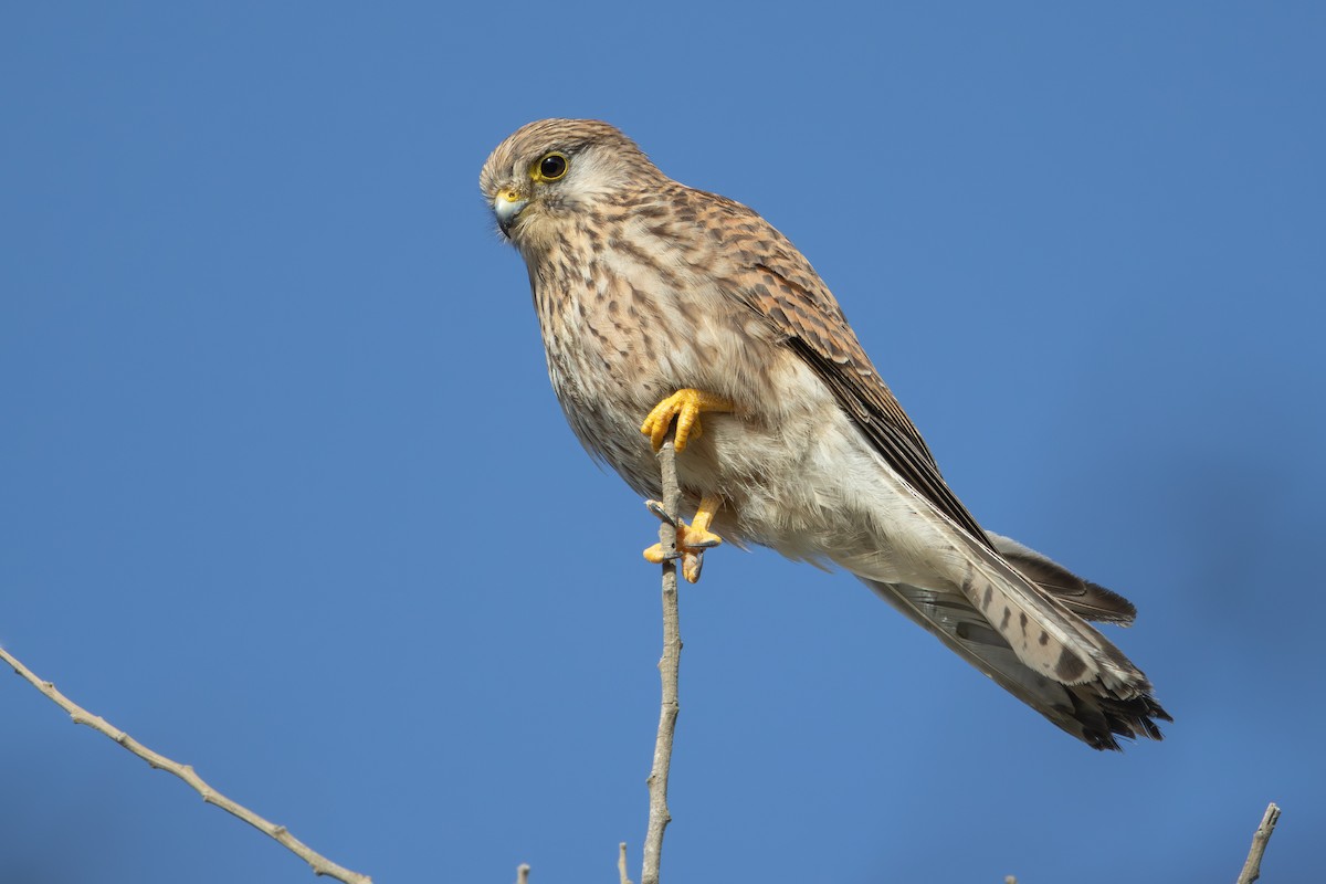 tårnfalk - ML646572976