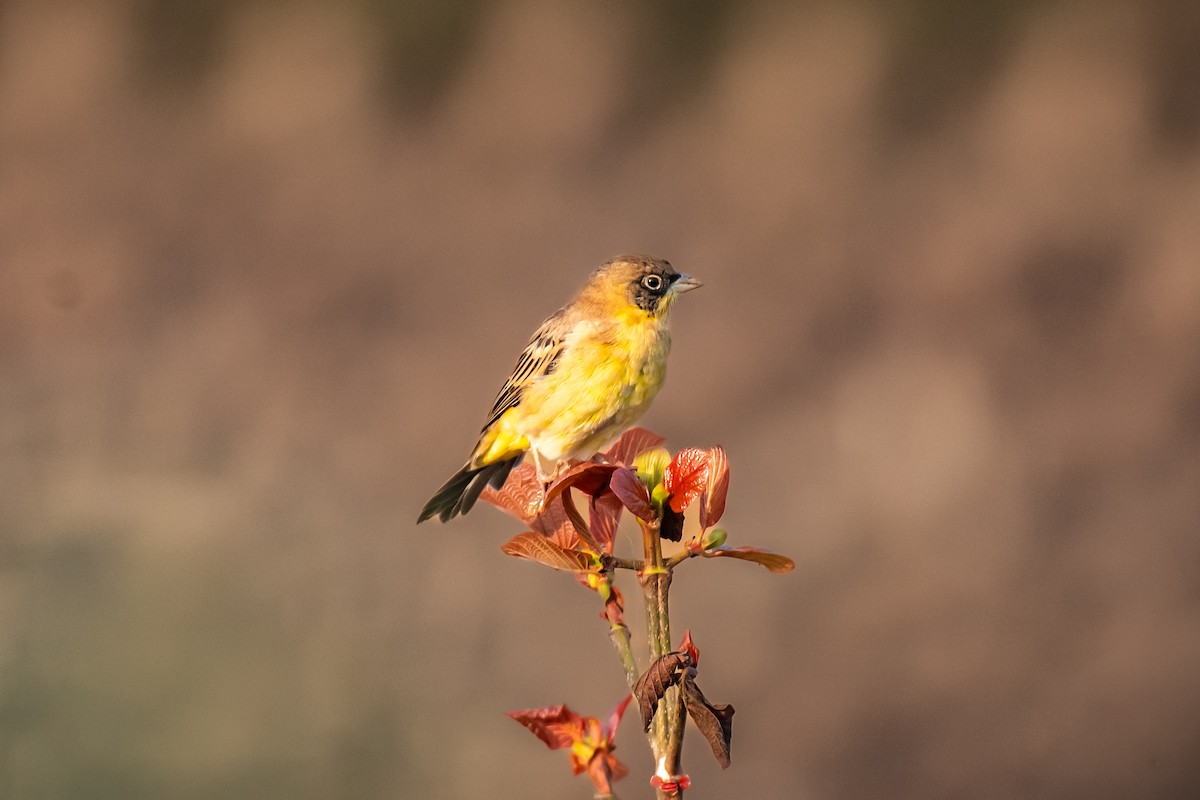Black-headed Bunting - ML646572977