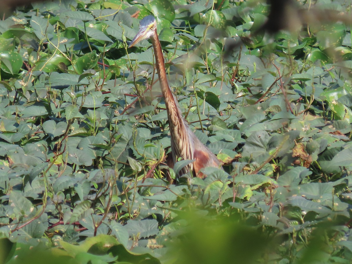 volavka červená - ML646572978