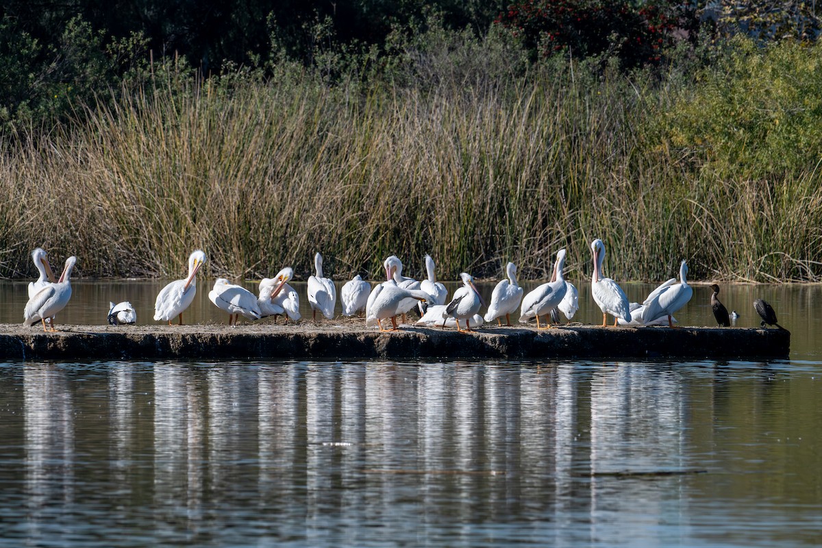 American White Pelican - ML646572979
