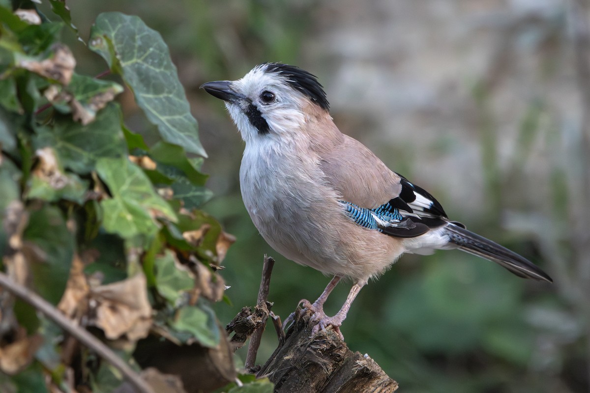 nøtteskrike - ML646572980