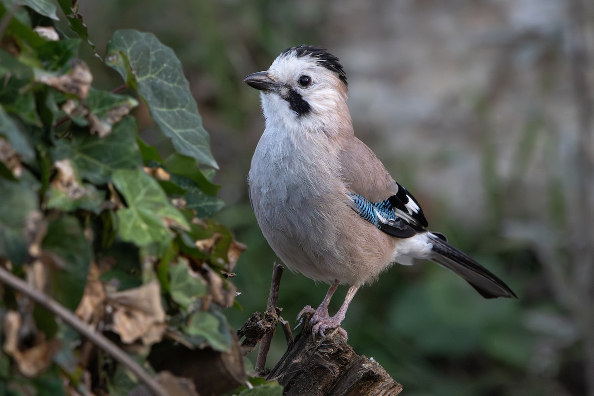 nøtteskrike - ML646572981