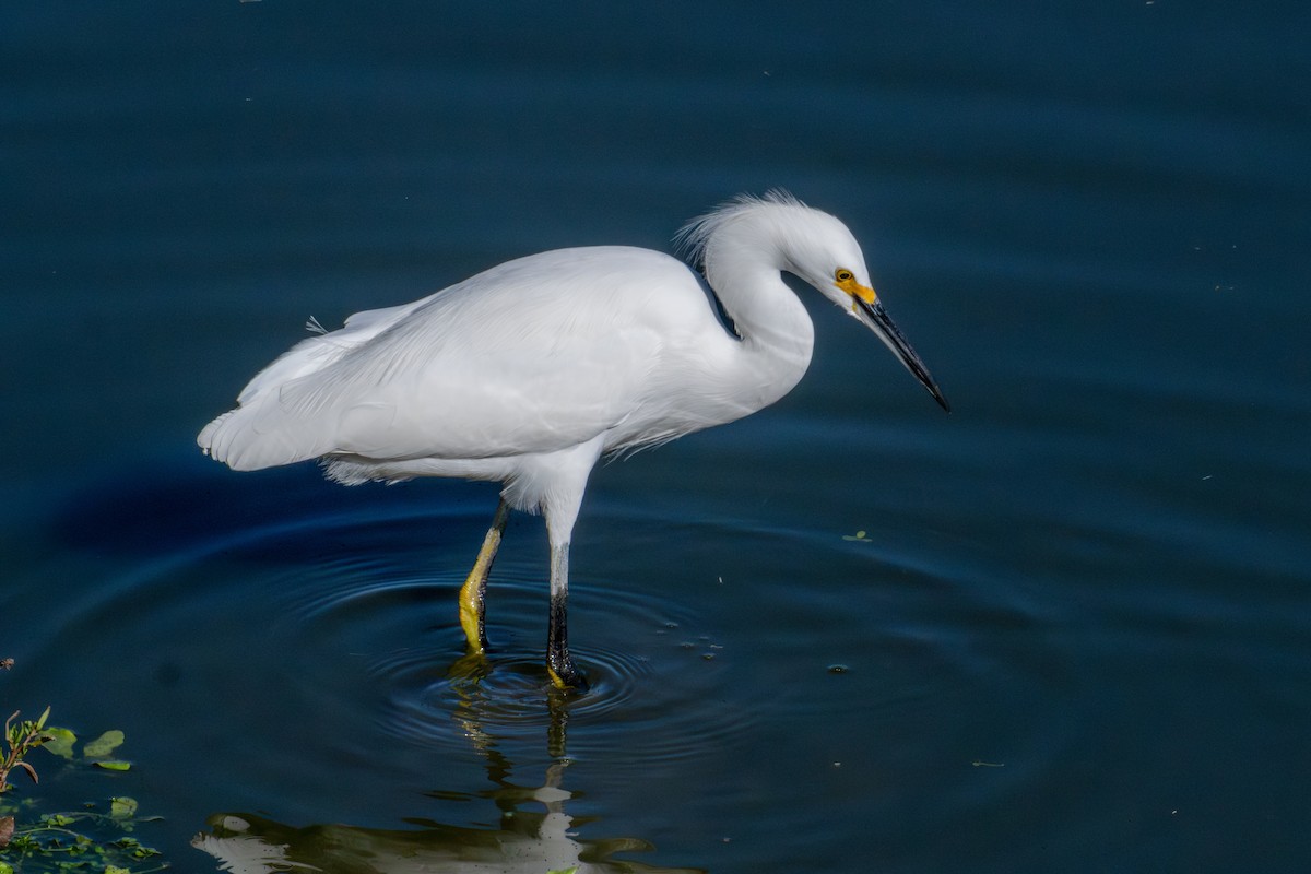 Snowy Egret - ML646572983