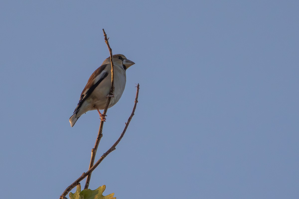 kjernebiter - ML646572984