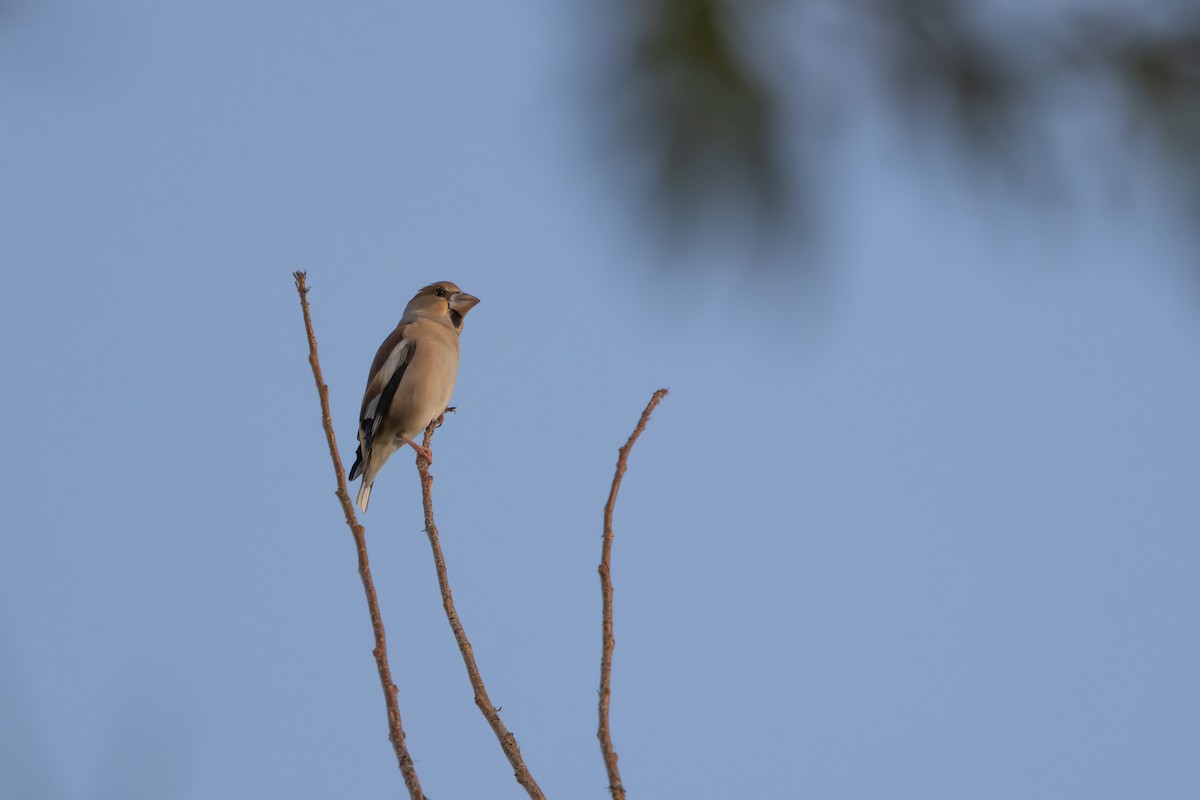 kjernebiter - ML646572985