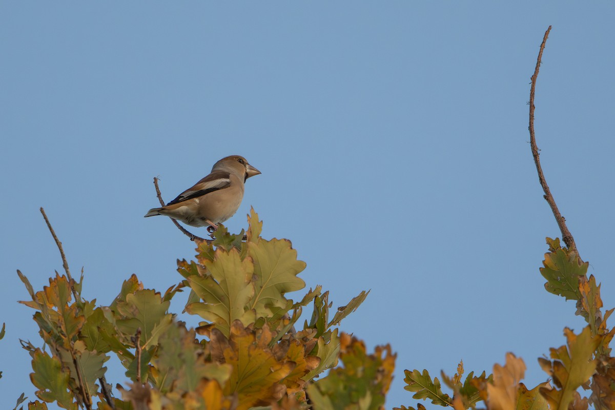 kjernebiter - ML646572986