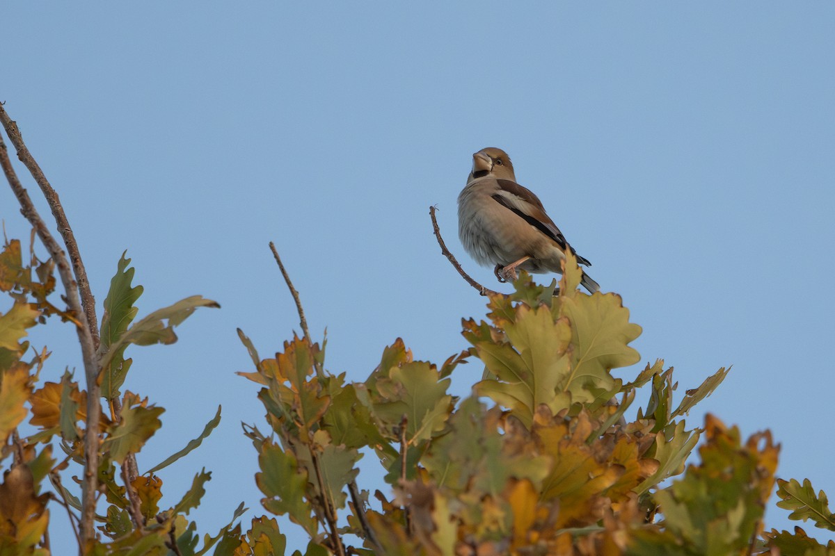 kjernebiter - ML646572987