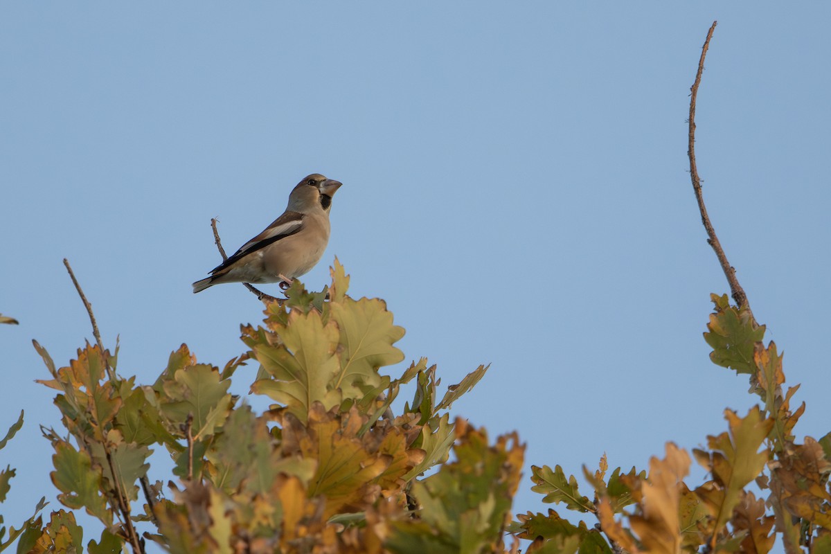 dlask tlustozobý - ML646572988