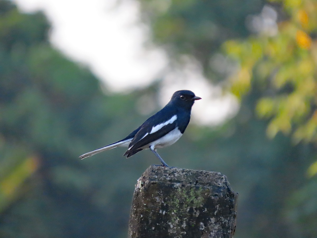 Oriental Magpie-Robin - ML646572989