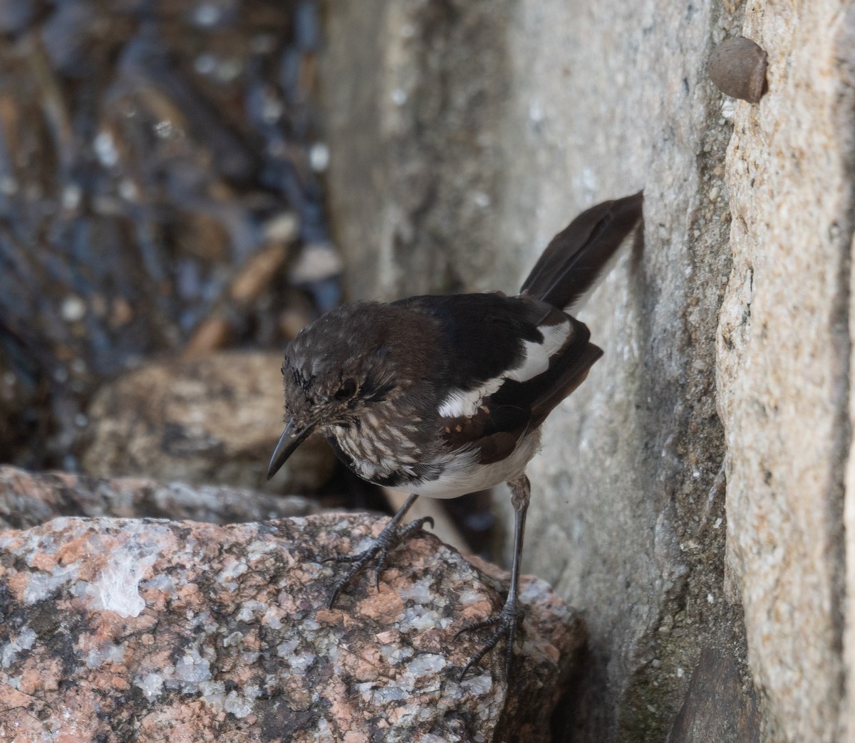 Oriental Magpie-Robin - ML646572990
