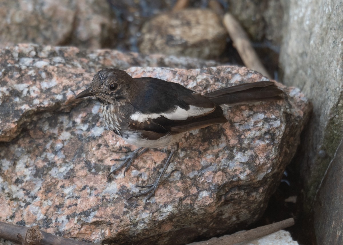 Oriental Magpie-Robin - ML646572991