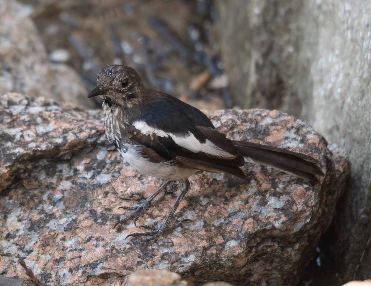 Oriental Magpie-Robin - ML646572992