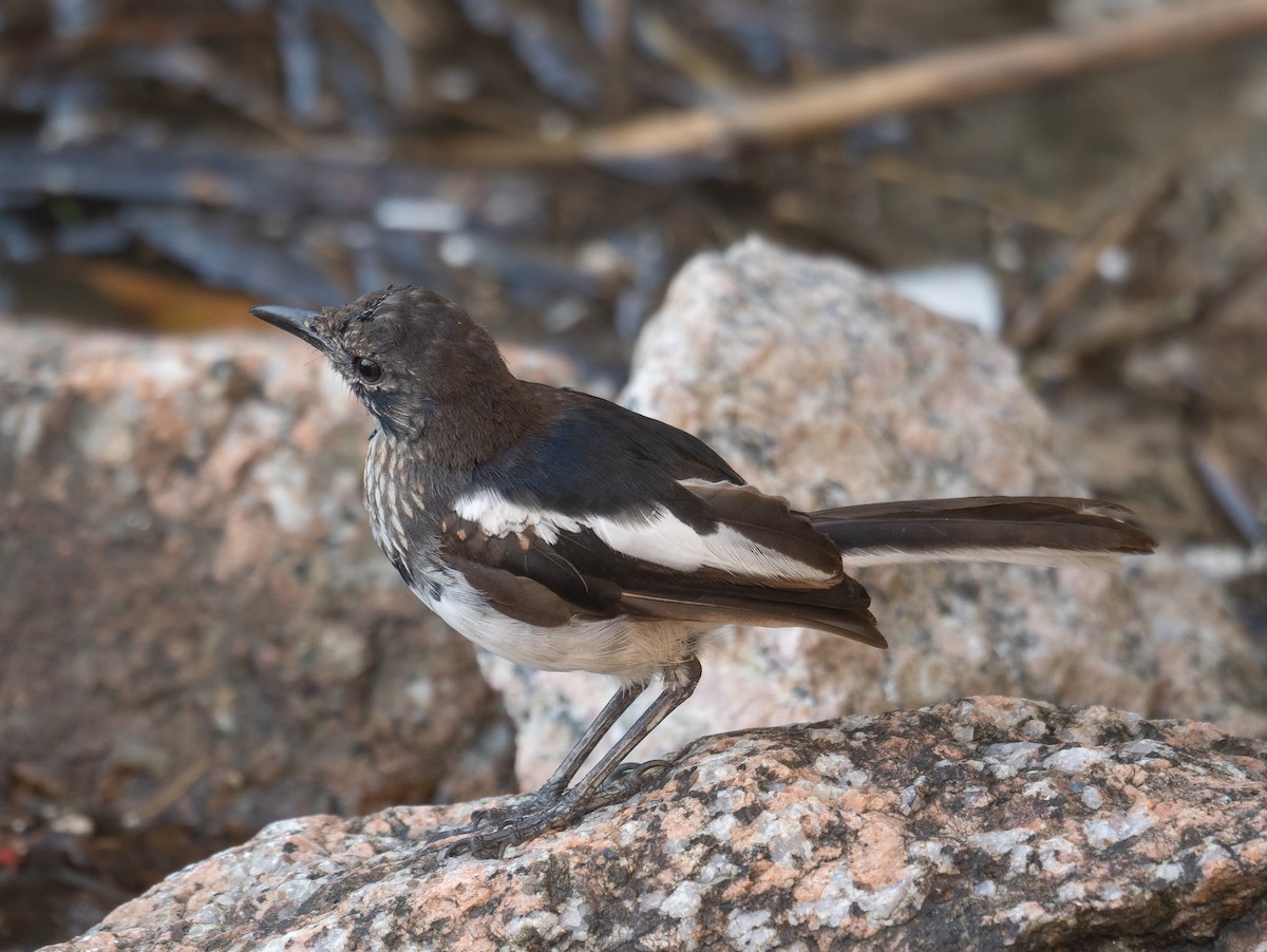 Oriental Magpie-Robin - ML646572993