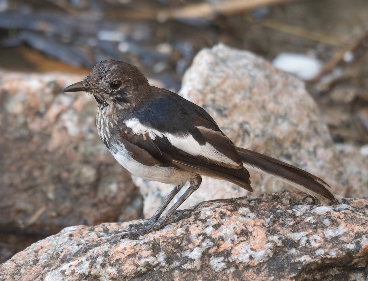 Oriental Magpie-Robin - ML646572994