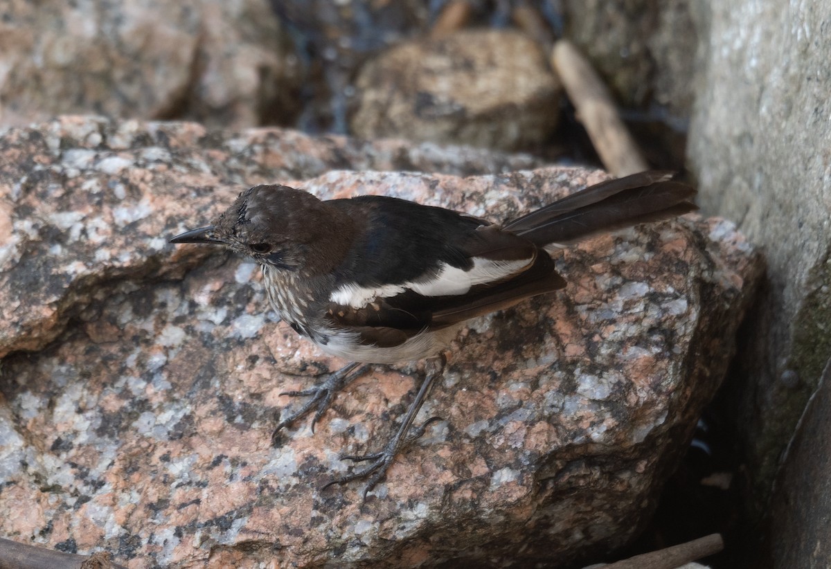 Oriental Magpie-Robin - ML646572995